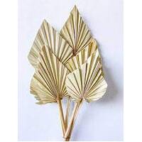 Gold Palm Spear