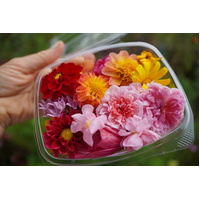 Large Fresh Edible Organic Flowers Punnet  (Pre Order Item PICK UP ONLY)