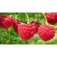 Raspberry Essence 50ml