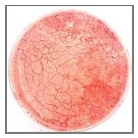 BARCO Xmas Red- Colour Dusts 10ml