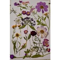 Edible Flowers 